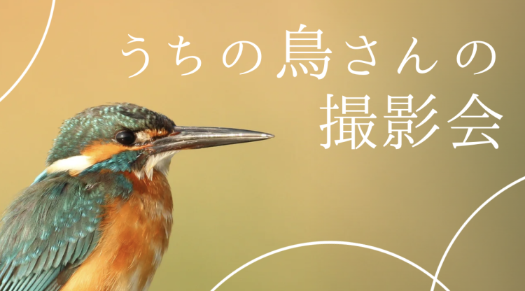 うちの鳥さんの撮影会